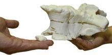 На 3D-принтере начали печатать настоящих динозавров