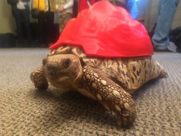 Rescued pet tortoise gets new lease on life with 3D printed shell