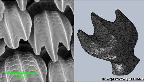 Почему-акула-плавает-так-быстро-3D-печатная-искусственная-кожа-акулы-поможет-раскрыть-тайну