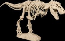 MakerBot предлагает напечатать модели скелета и черепа тираннозавра